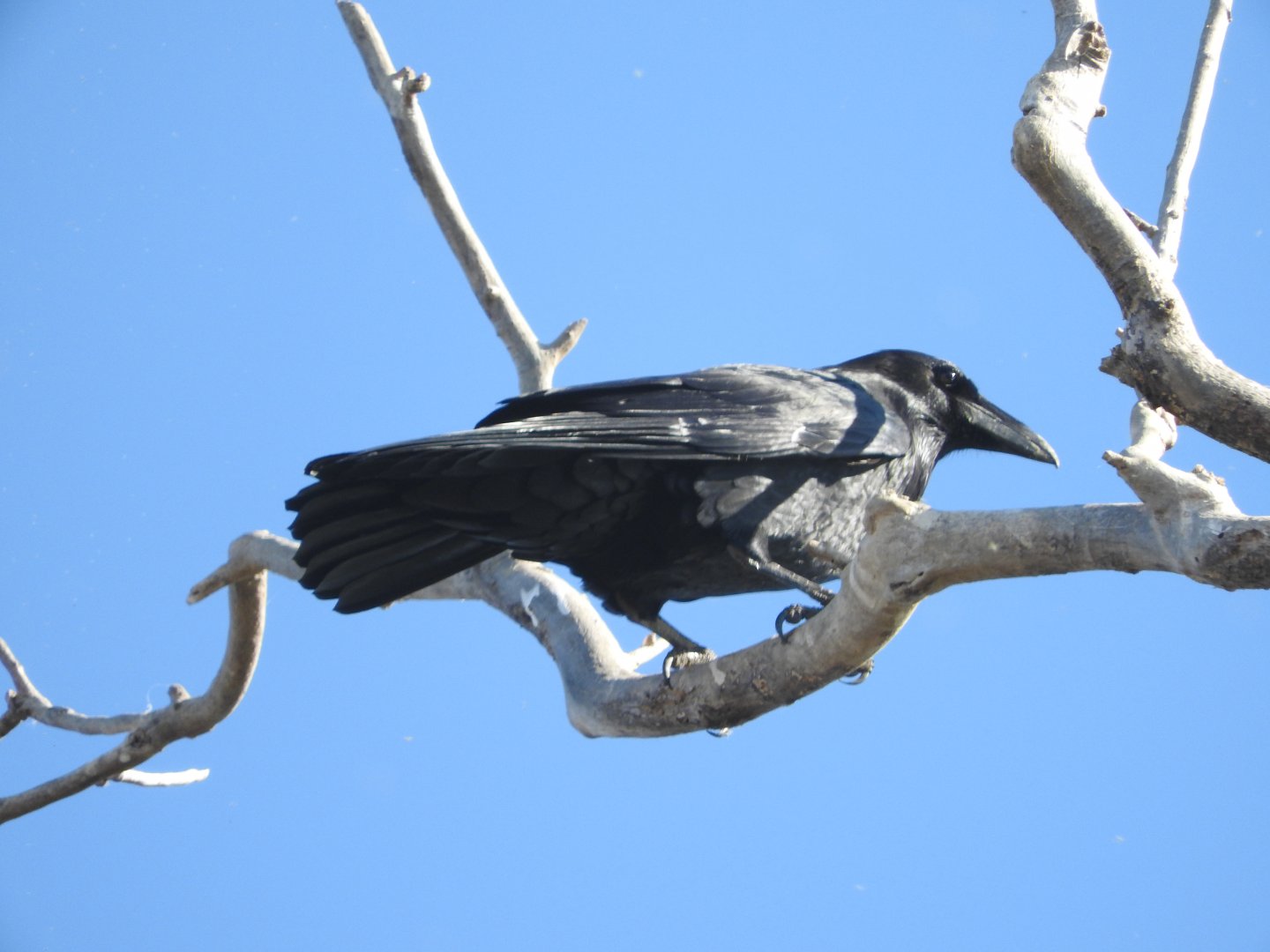 Common Raven