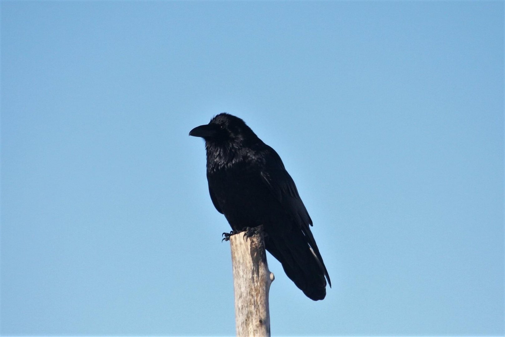 Common Raven
