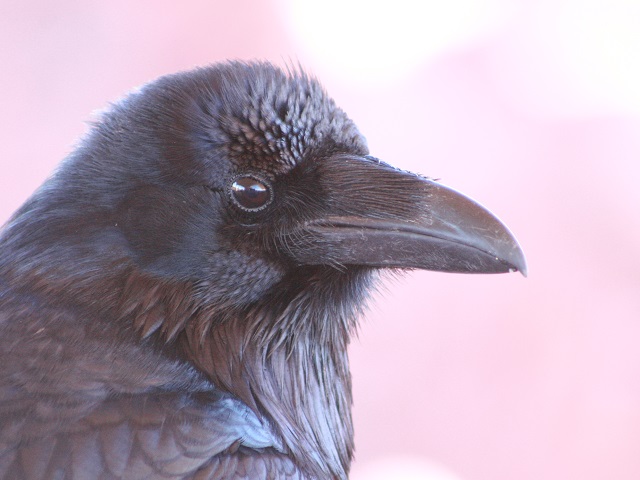 Common Raven