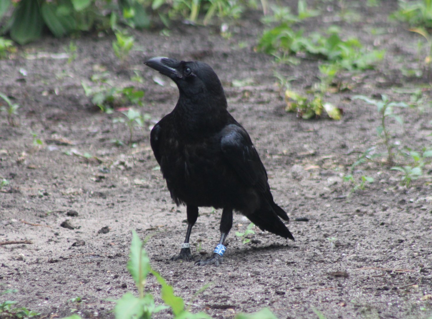 Common raven
