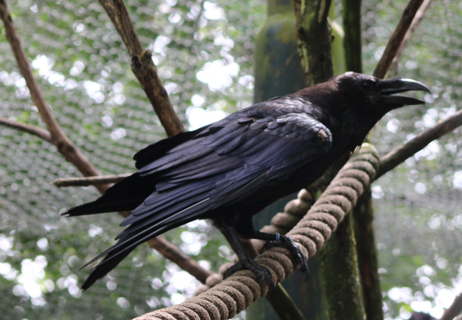 Common raven