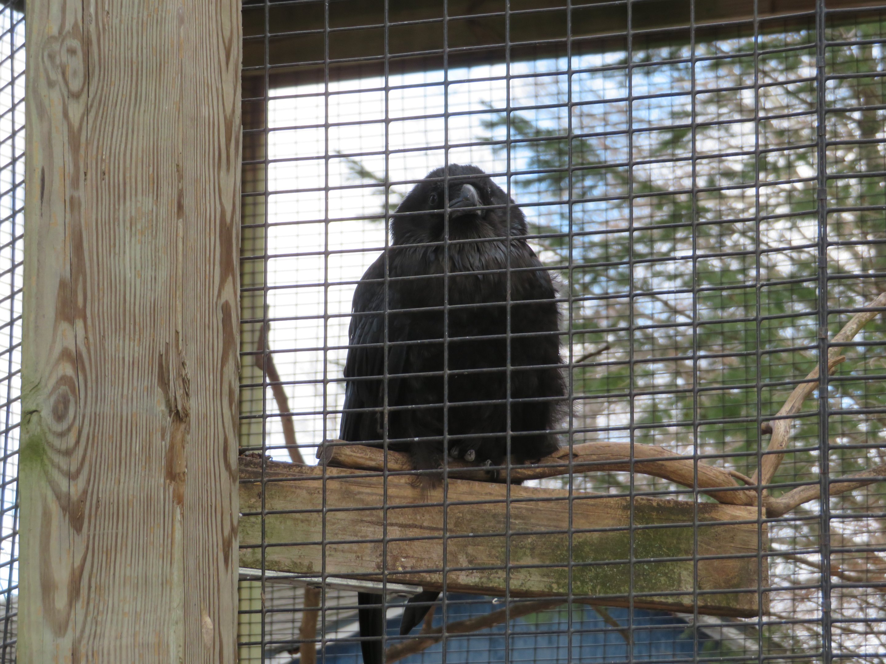 Common Raven
