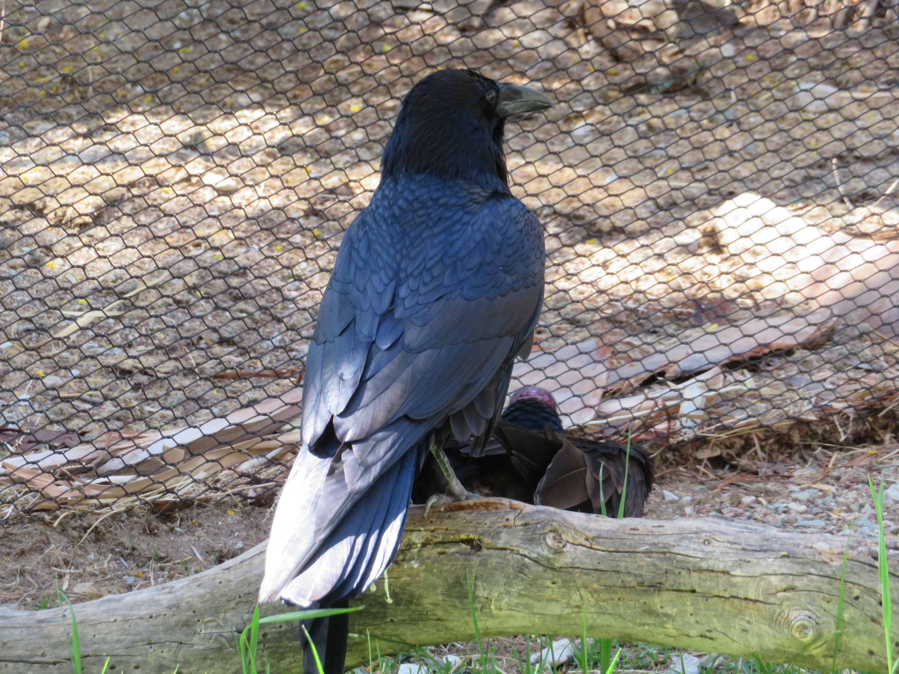 Common Raven