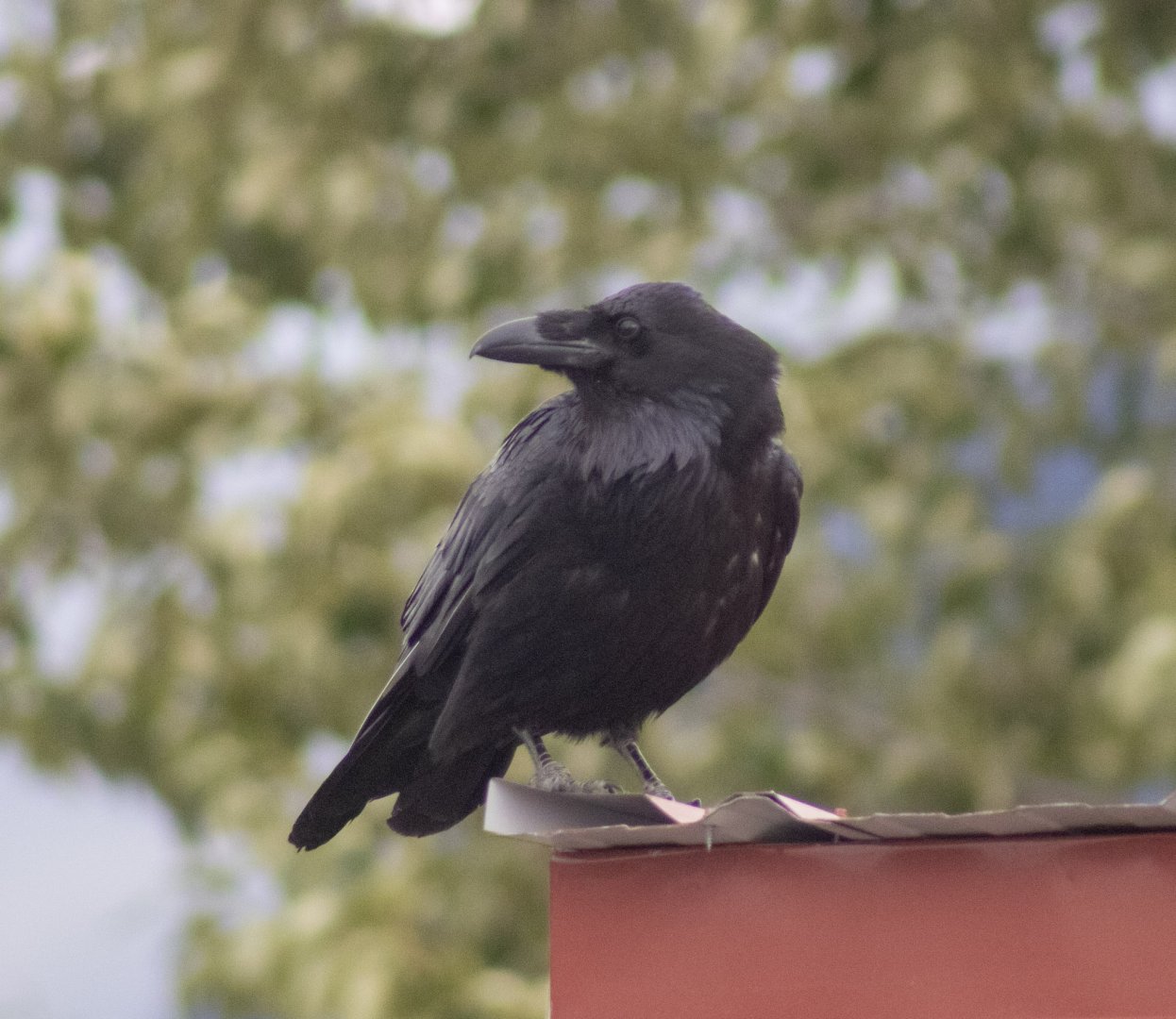 Common Raven