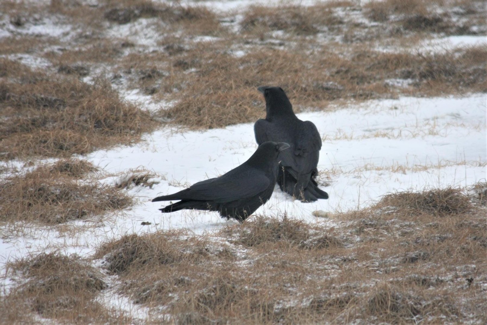 Common Ravens - Alaska