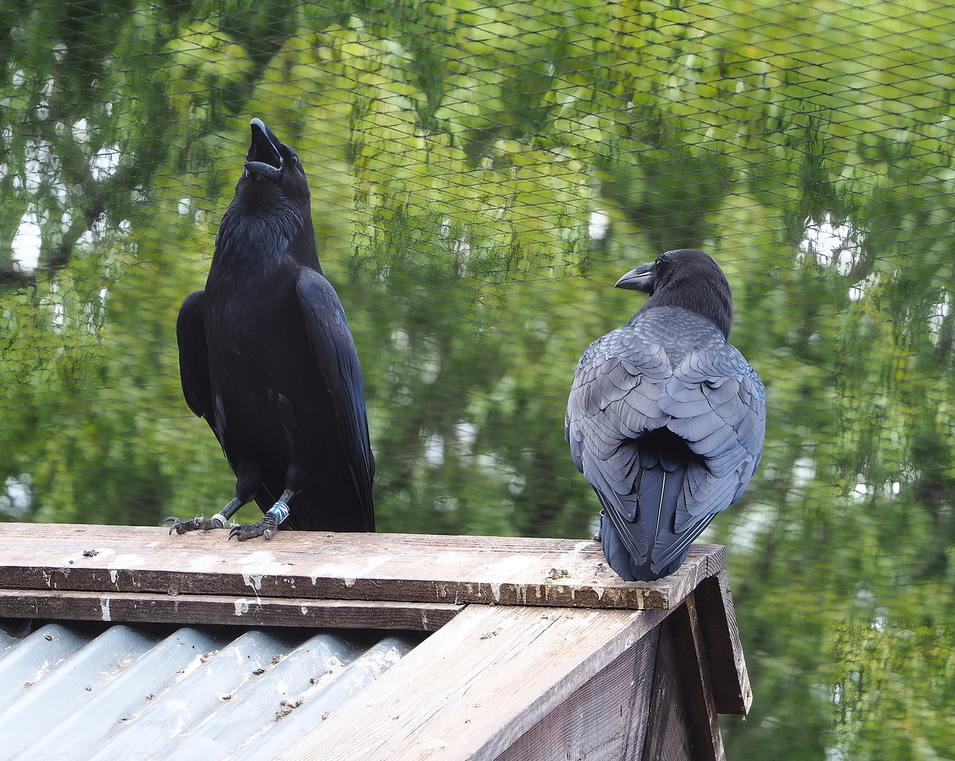 Common ravens (Corvus corax corax), 2022-08-28