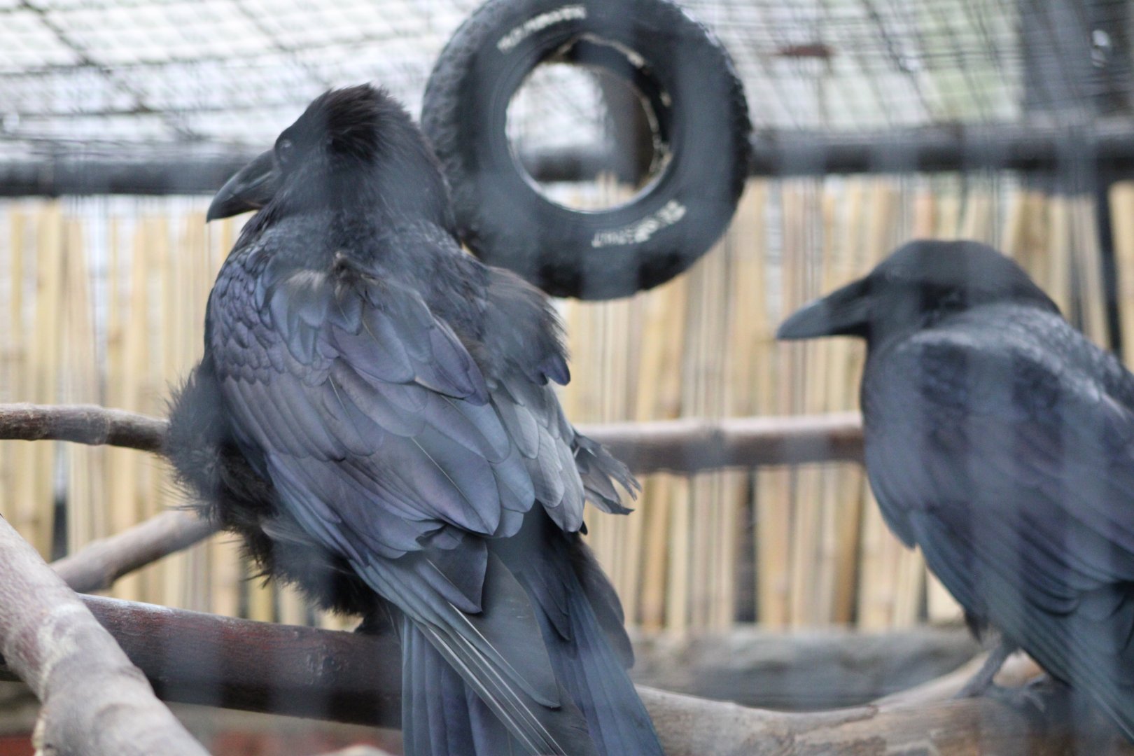 Common Ravens (Corvus corax)