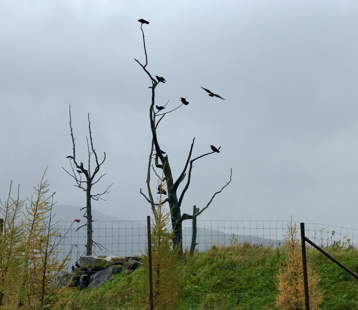 Common Ravens in American Black Bear Exhibit