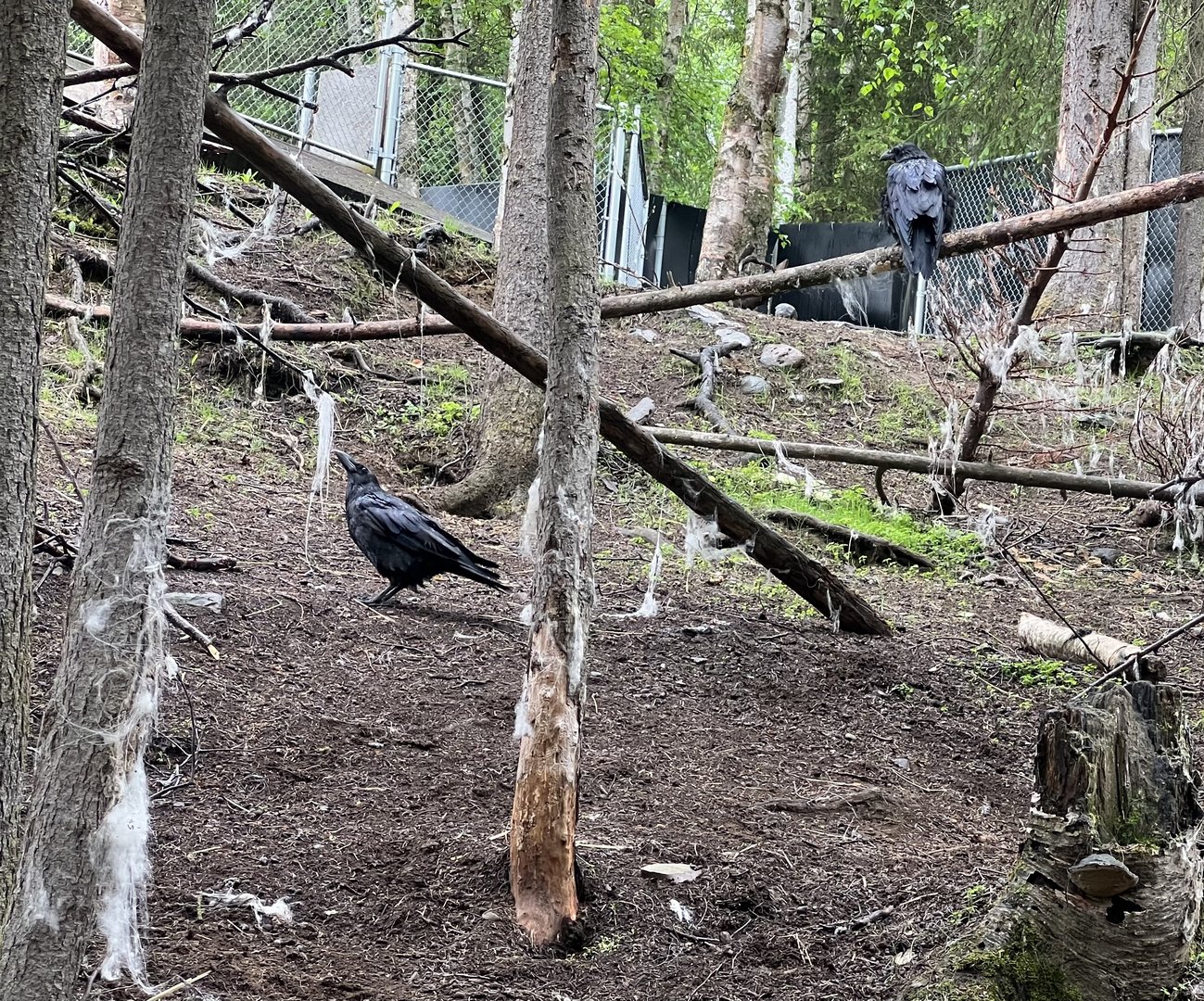 Common Ravens in Mountain Goat Exhibit
