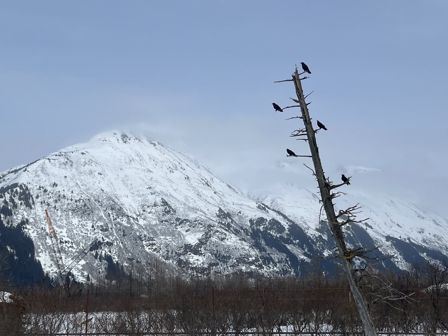 Common Ravens perched above Brown Bear Exhibit