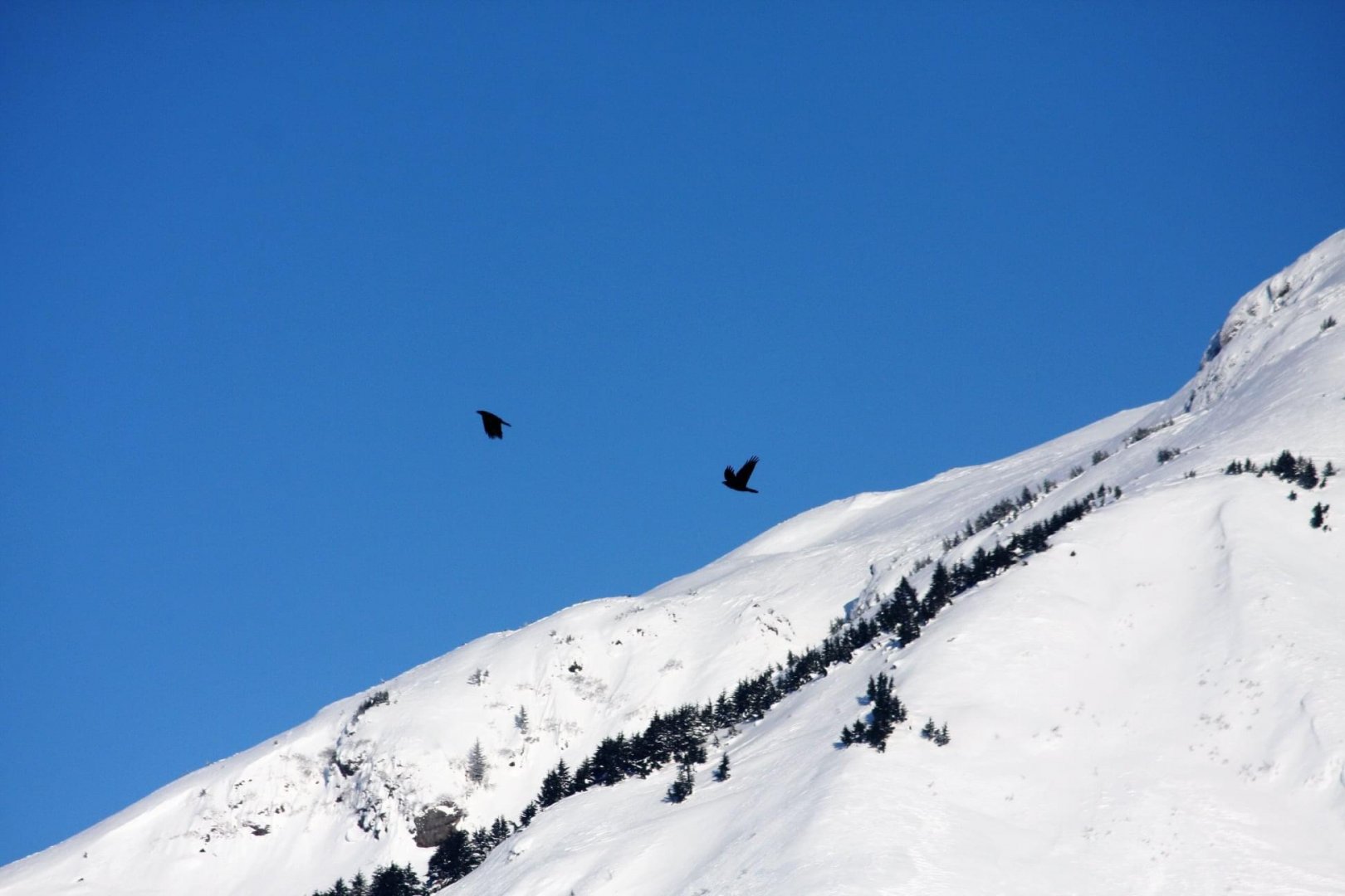 Common Ravens