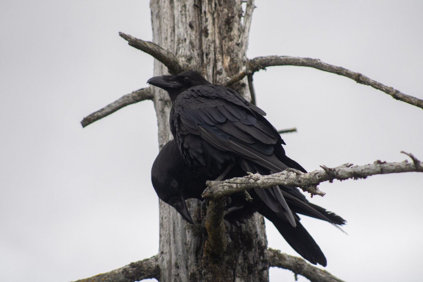 Common Ravens