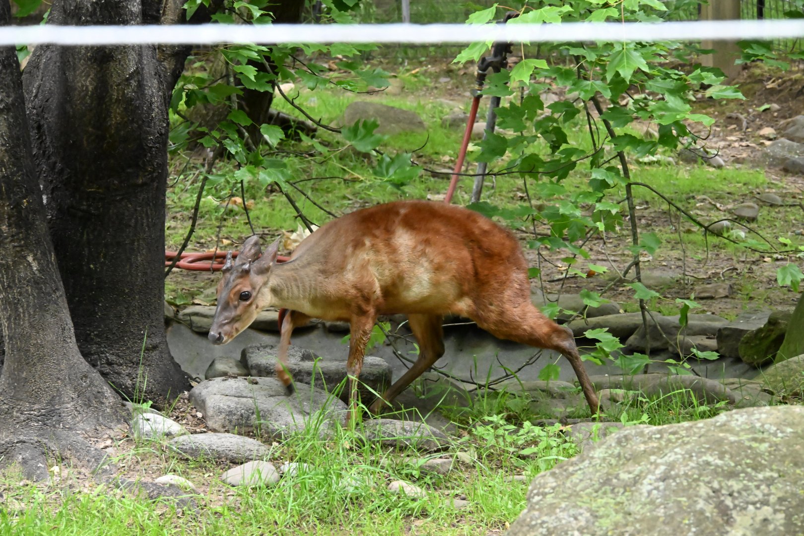Common Red Brocket (Mazama americana)