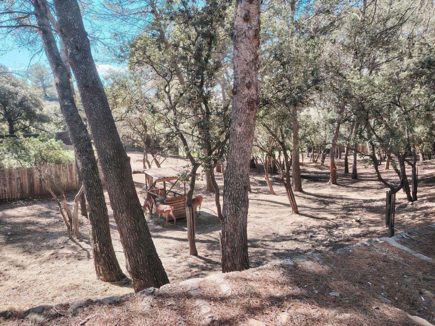 Common Red Deer Exhibit