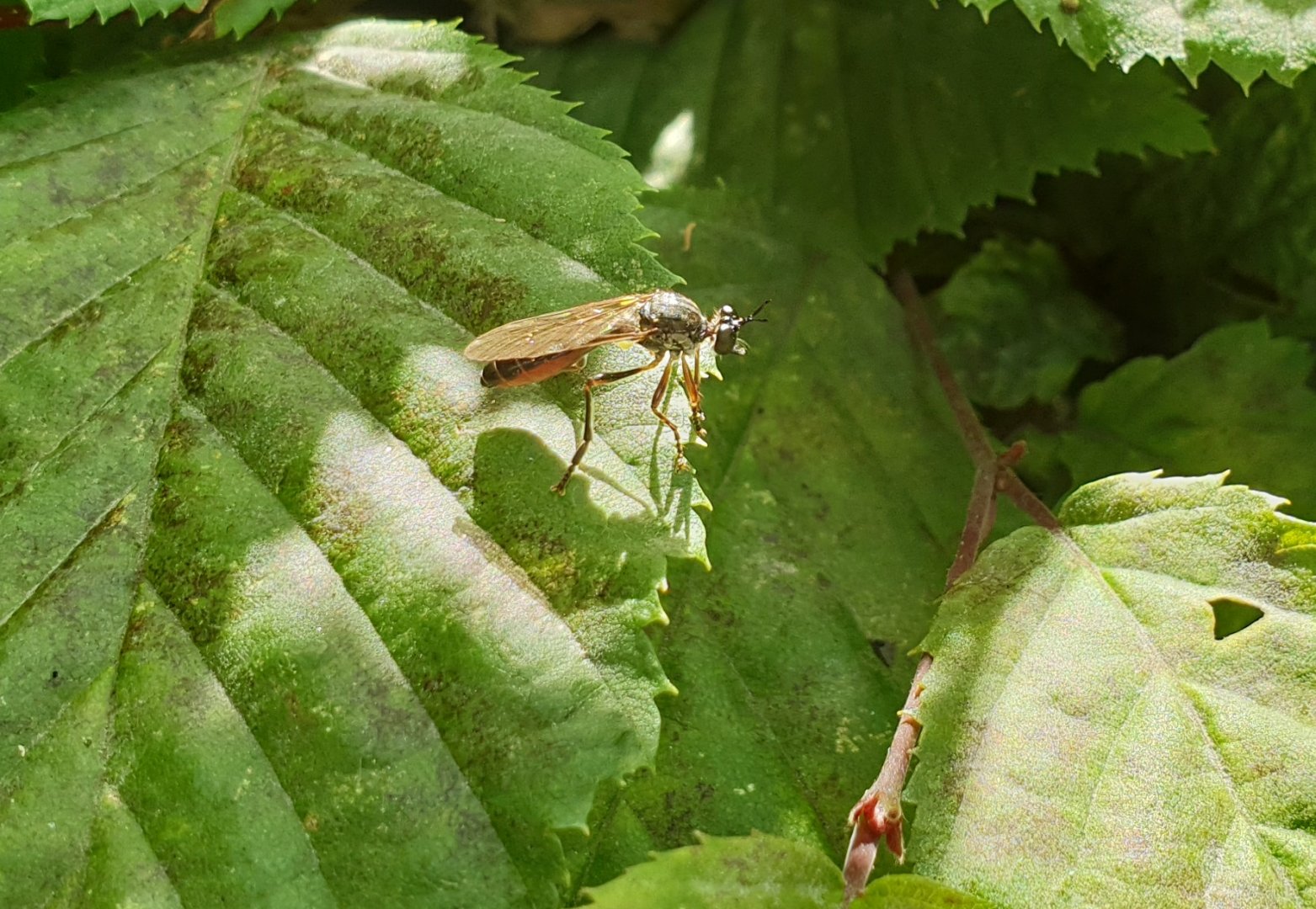 Common red-legged robberfly - Dioctria rufipes