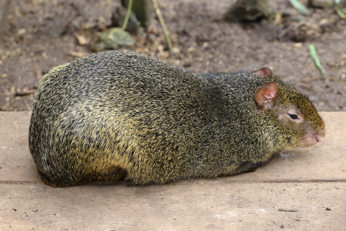 Common Red-rumped Agouti at Bugtopia the Zoo Rutland 26/3/2019
