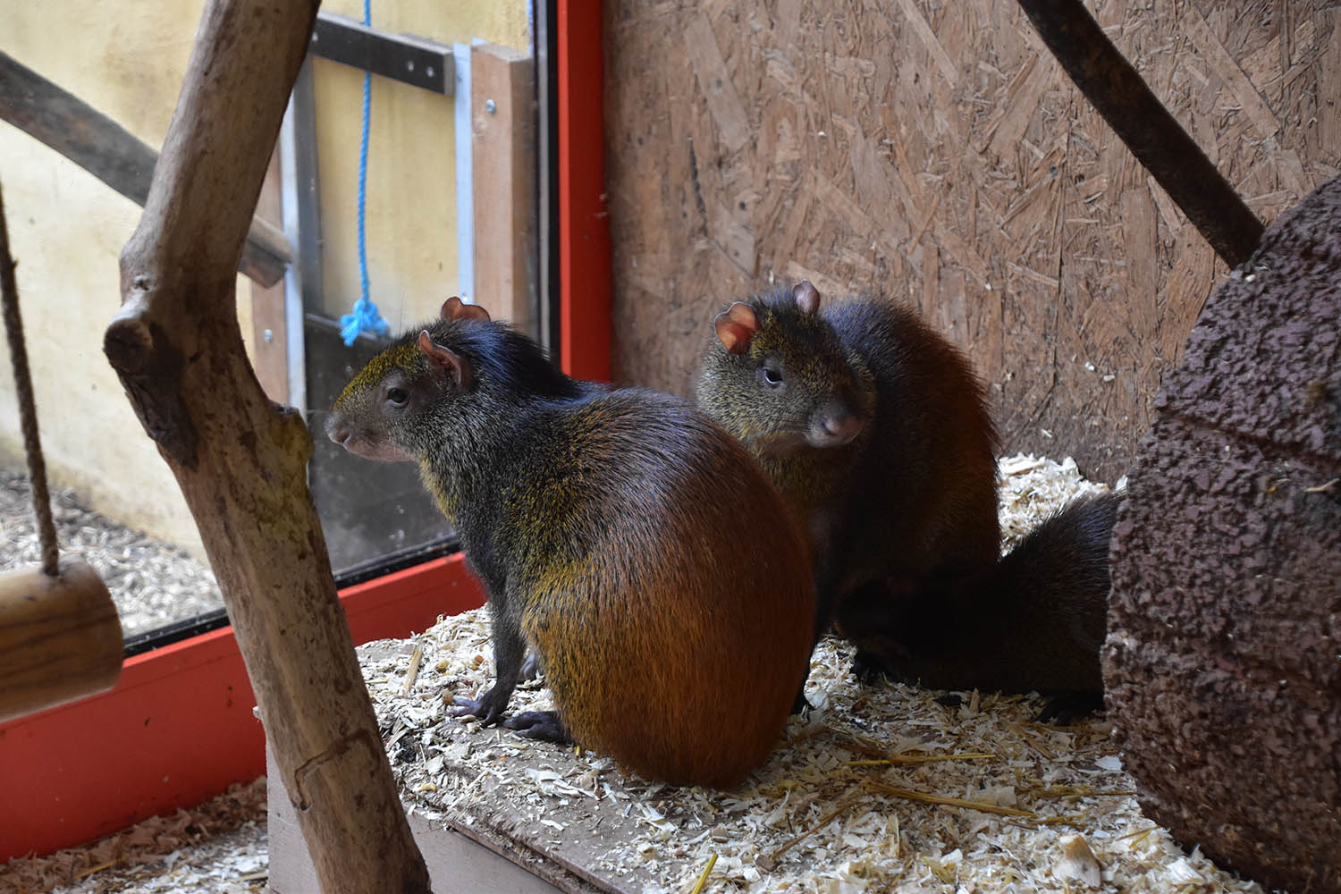 Common Red-rumped Agouti (Dasyprocta leporina)