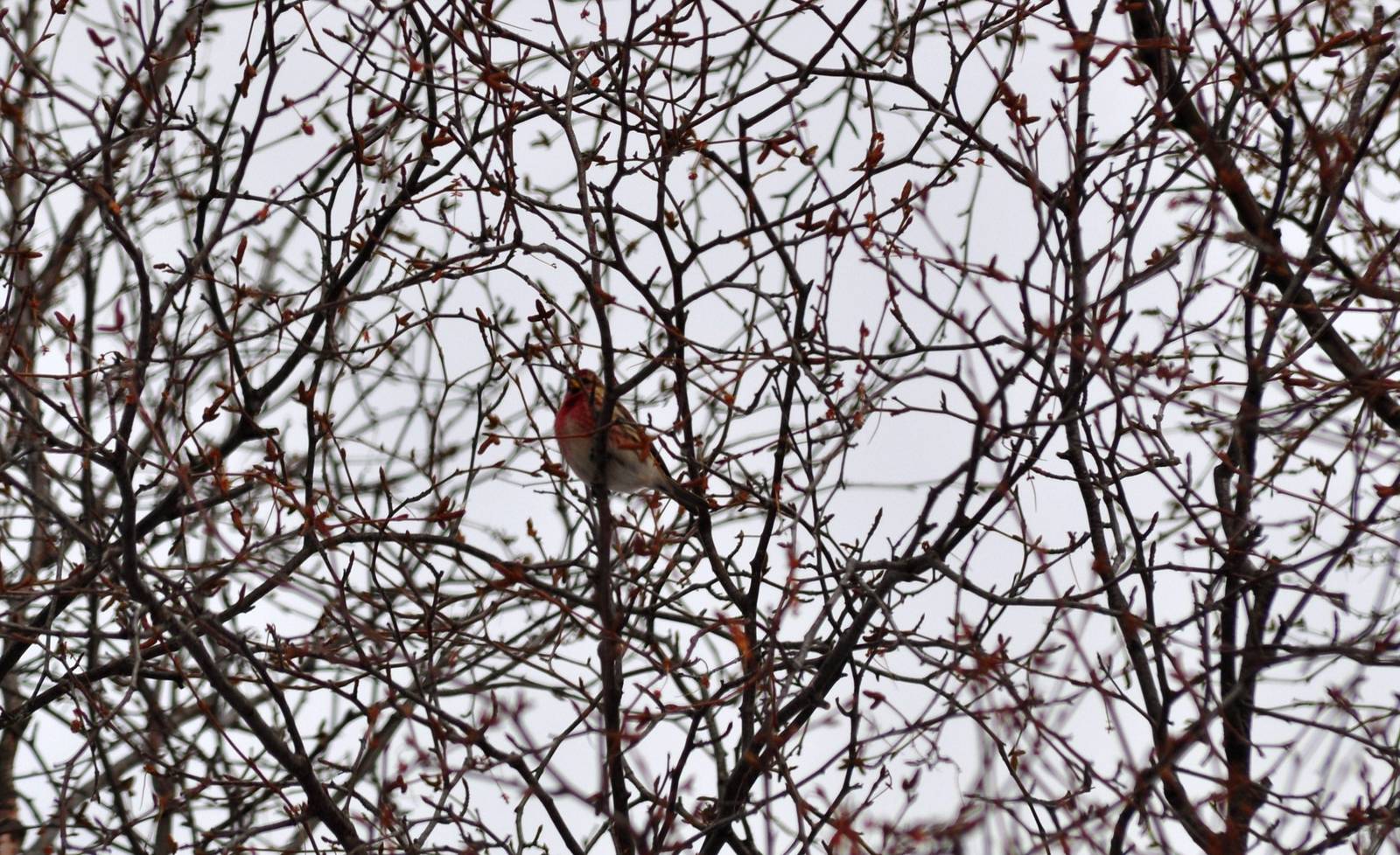 Common Redpoll - Alaska (Anchorage)