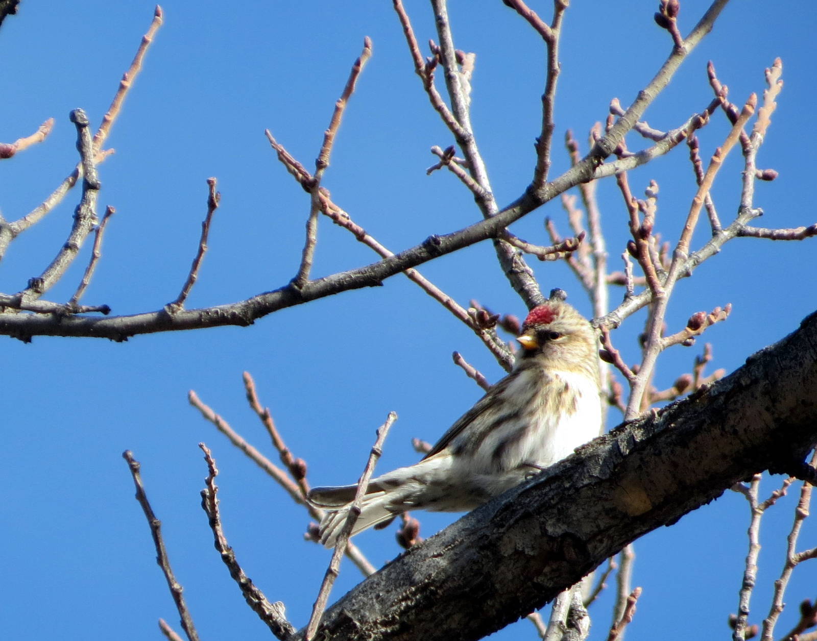 Common Redpoll