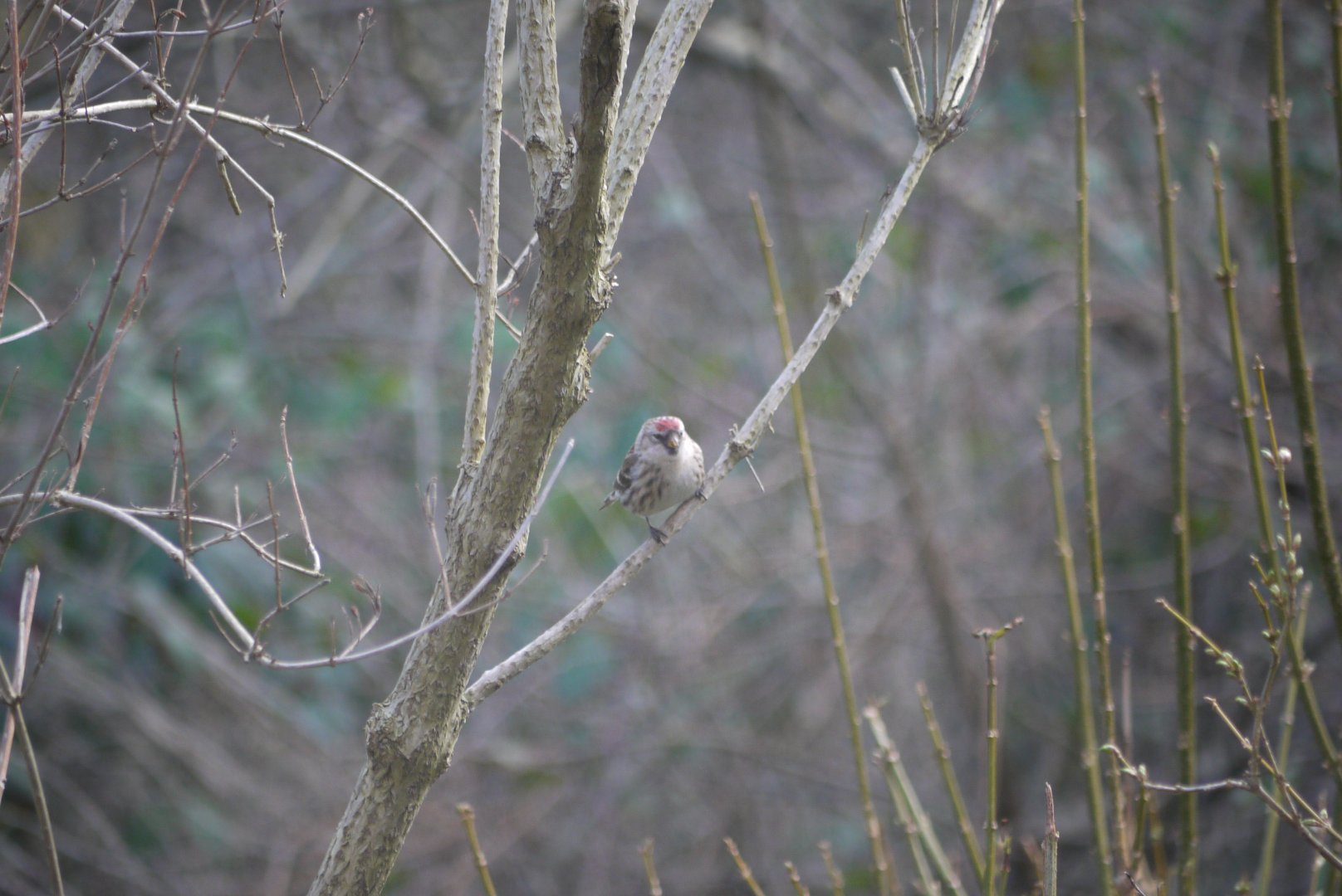 Common Redpoll