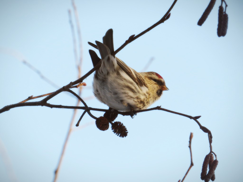 Common Redpoll