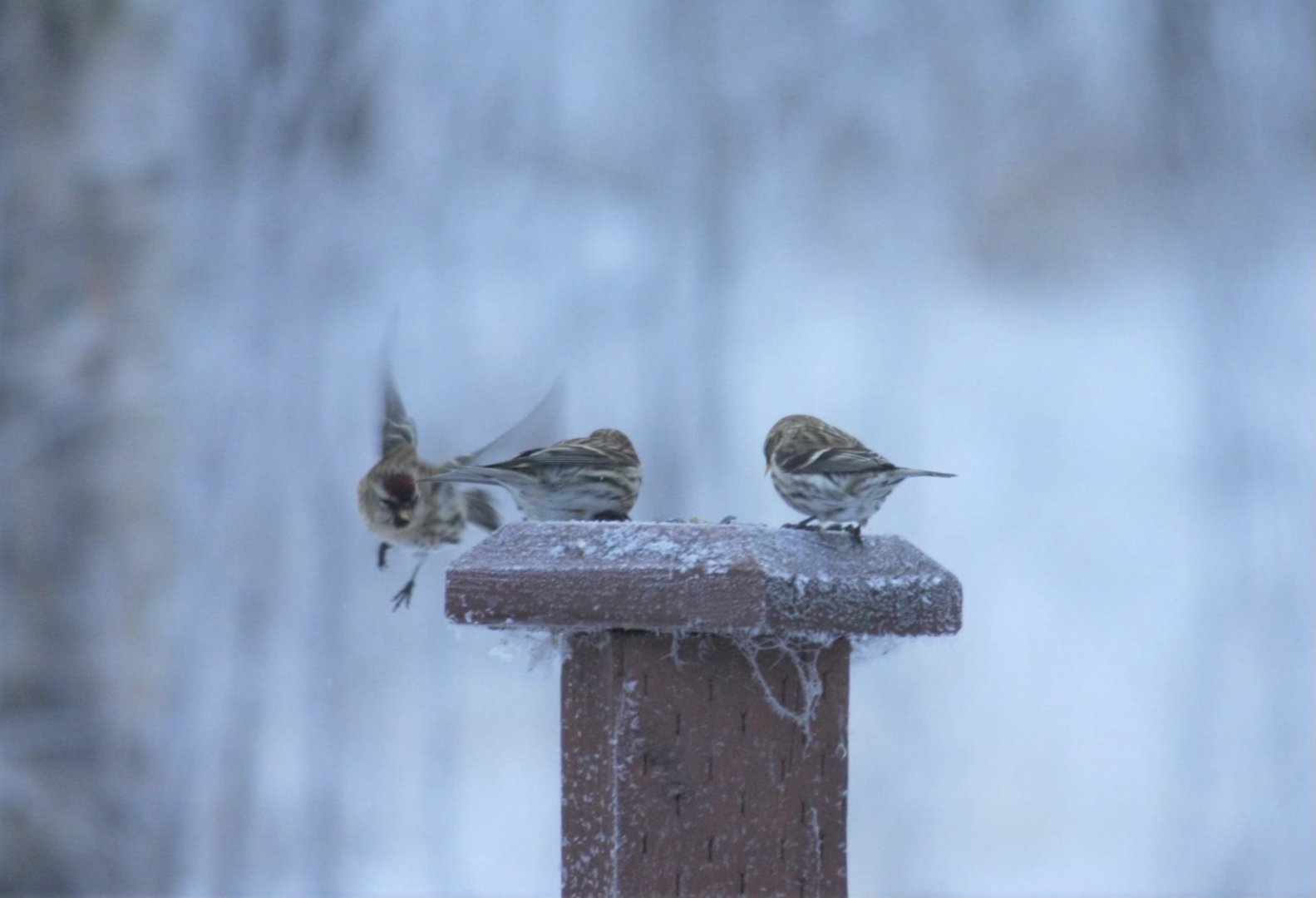 Common Redpolls - Alaska