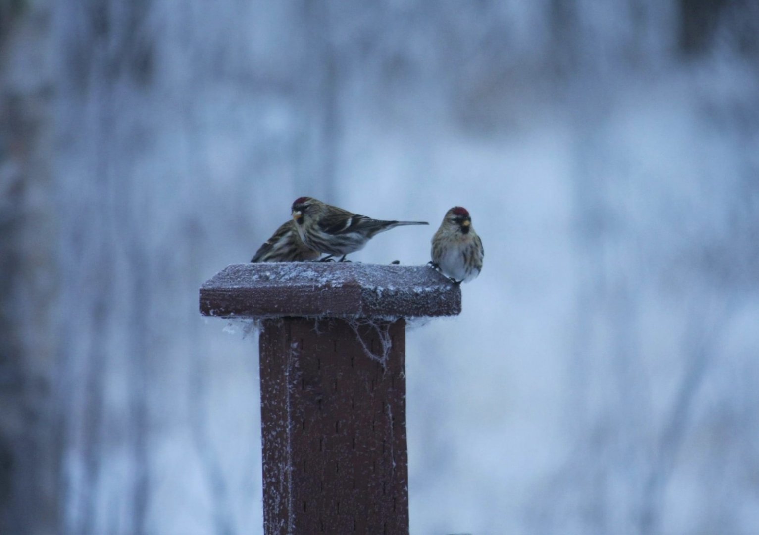 Common Redpolls - Alaska