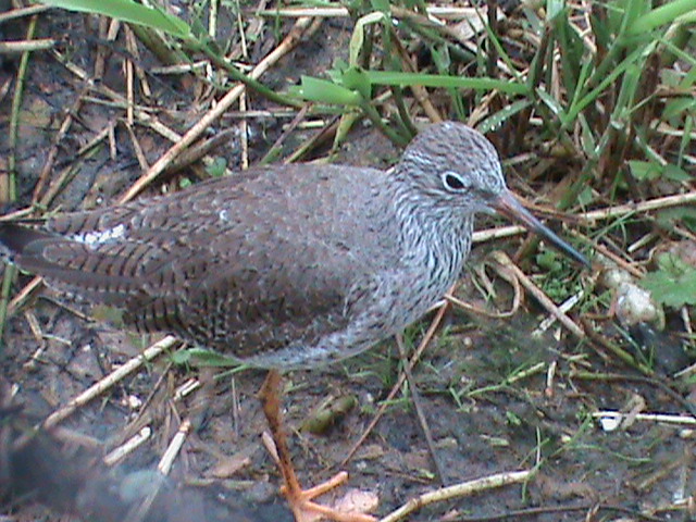 Common redshank? 061110