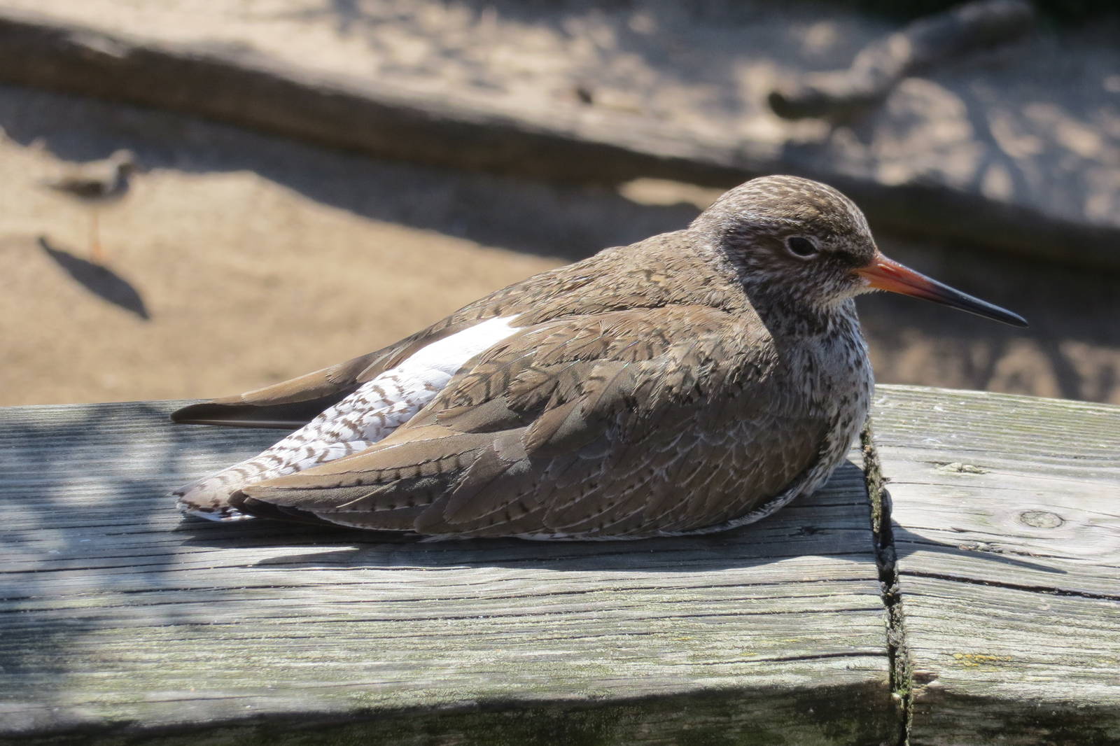 Common Redshank 160515