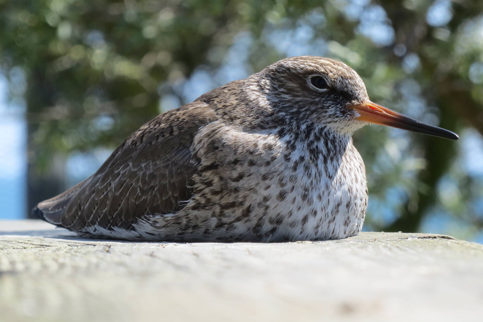 Common Redshank 160515