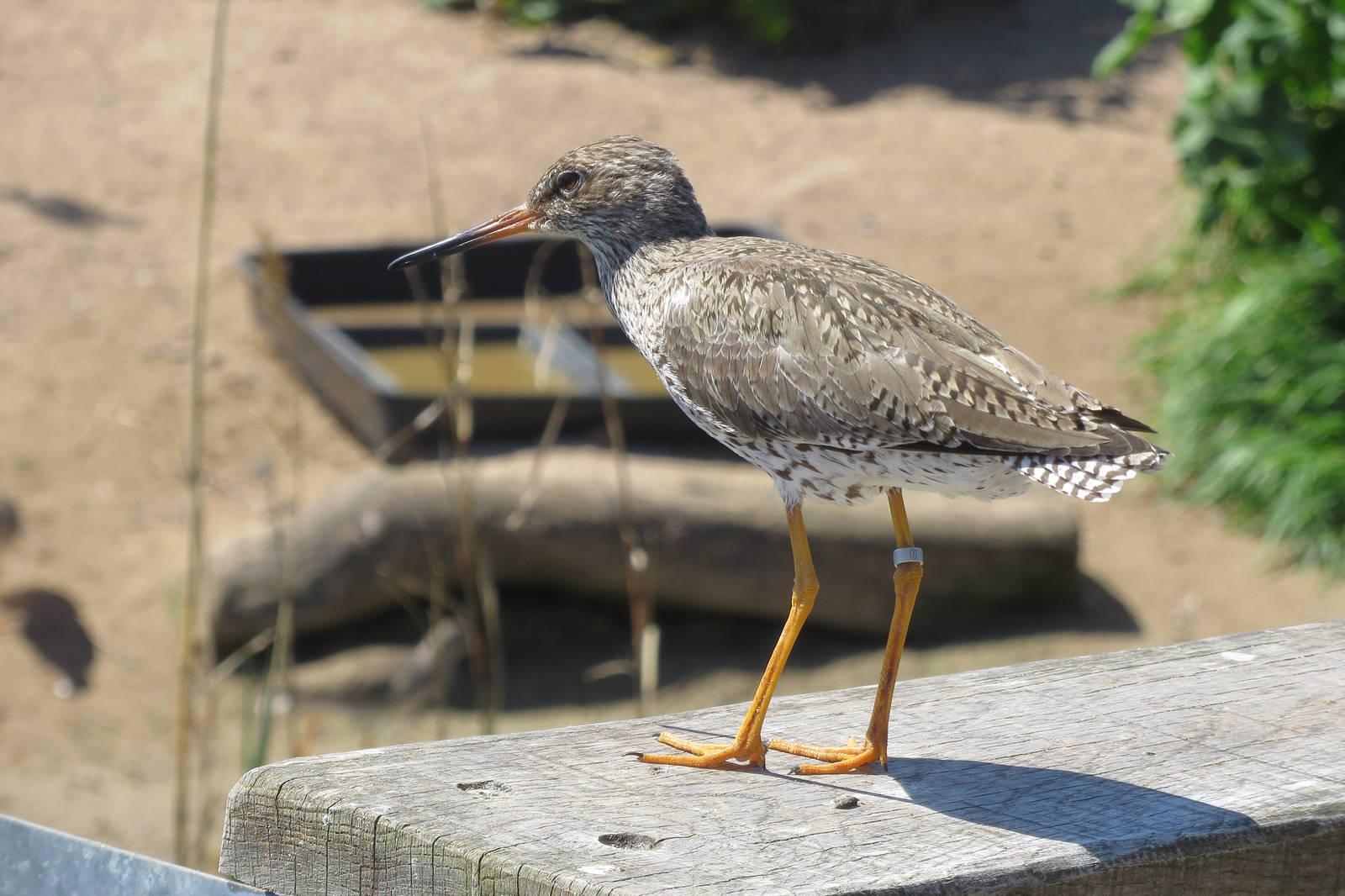 Common Redshank 160515