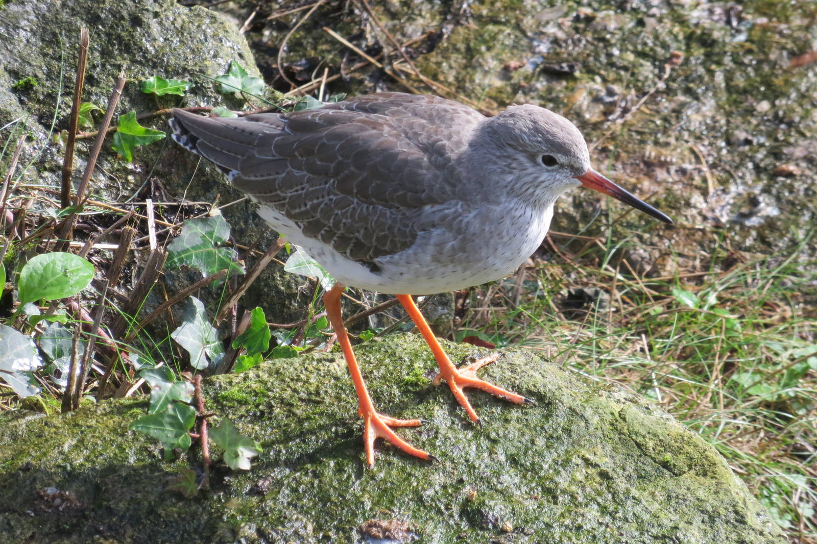 common redshank 201013