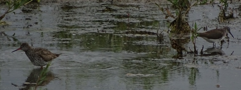 Common redshank and Green sandpiper