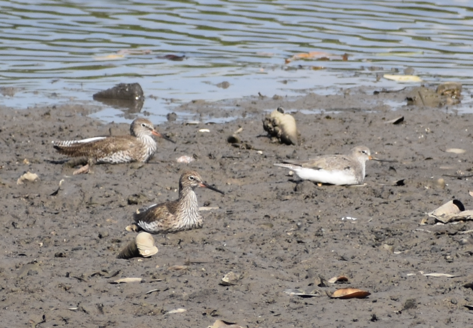 Common Redshank and Terek Sandpiper ~ Sungei Buloh Wetlands Reserve