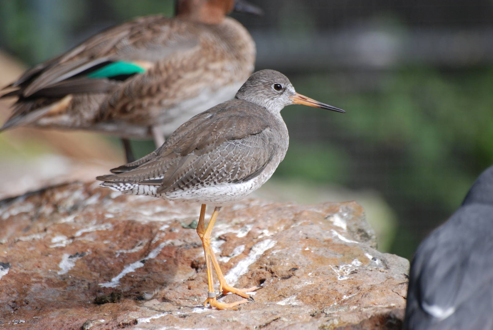 Common Redshank at Berlin Zoo, 31/08/11