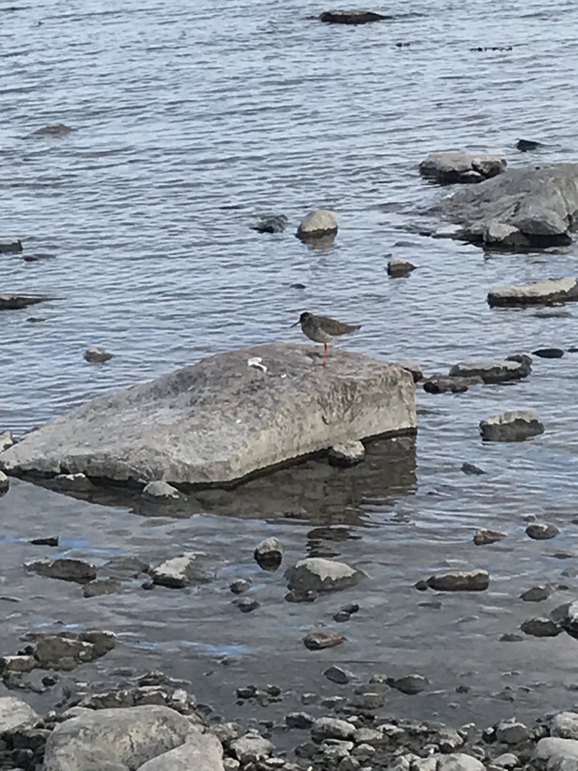 Common redshank? ID needed