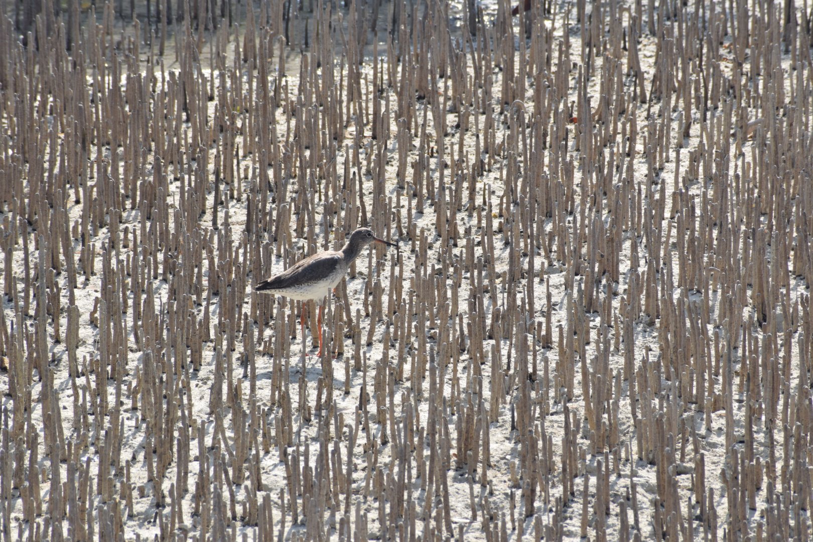Common redshank - Jubail Mangrove Park