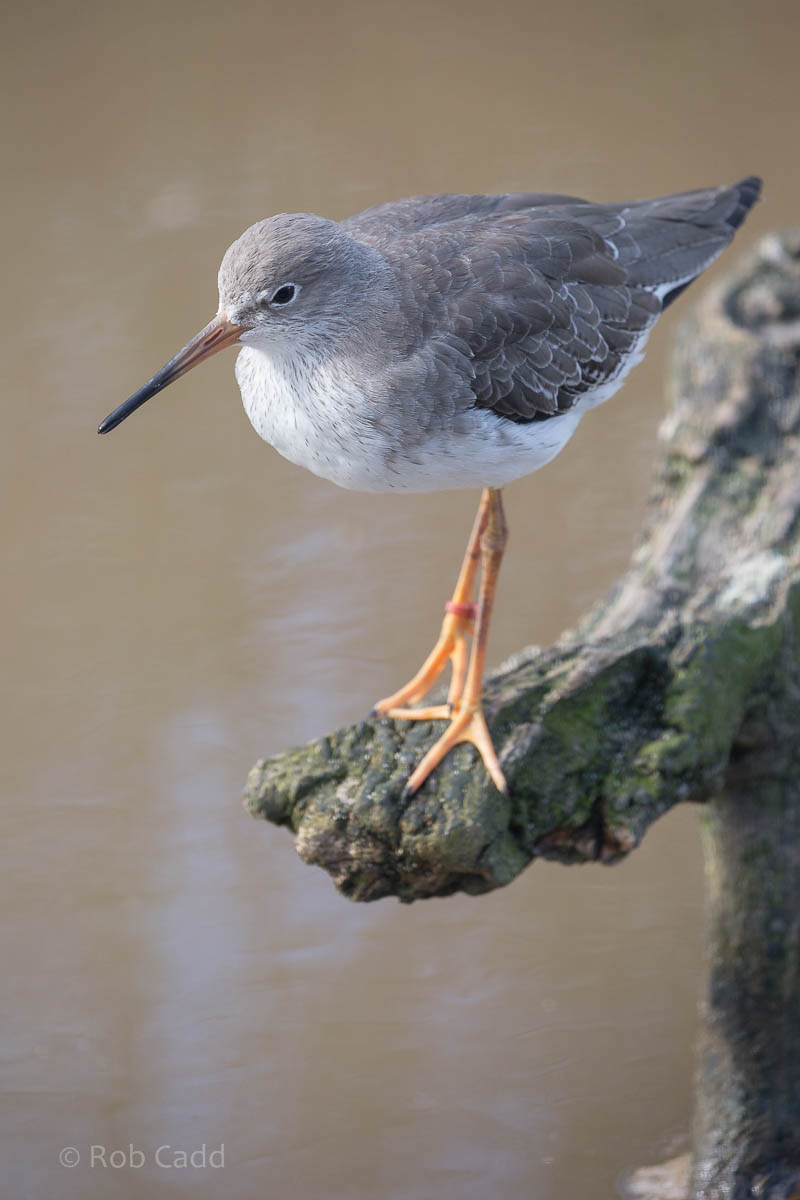 Common redshank : Living Coasts : 24 Sep 2015