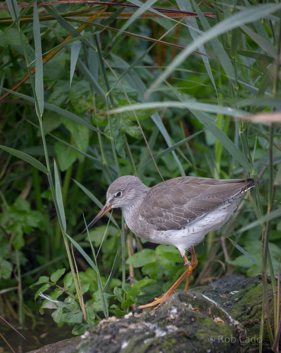 Common redshank : Living Coasts : 24 Sep 2015