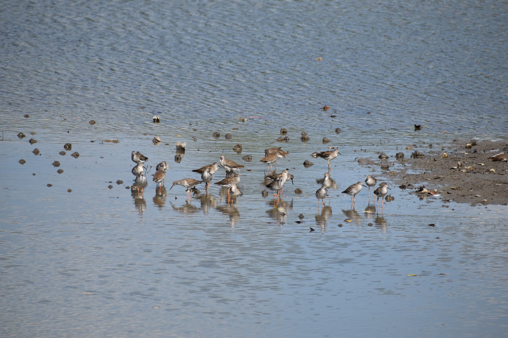 Common Redshank ~ Sungei Buloh Wetlands Reserve