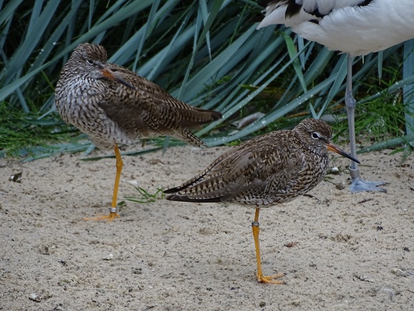Common redshank (Tringa totanus) (07/22)