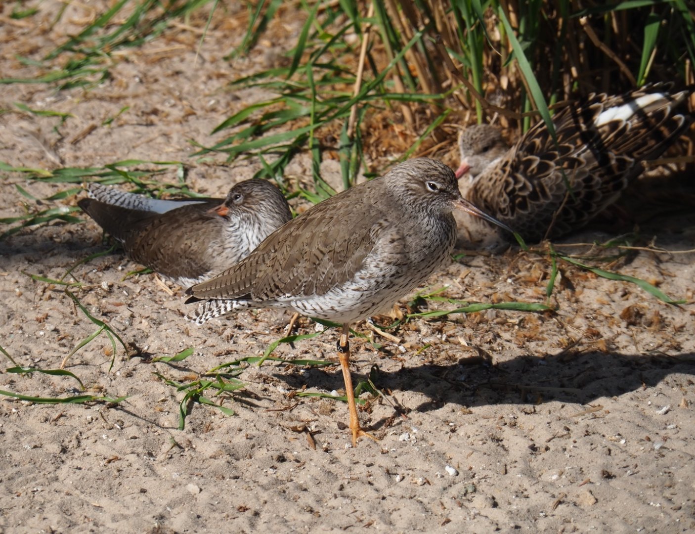Common redshank (Tringa totanus), 2019-04-20