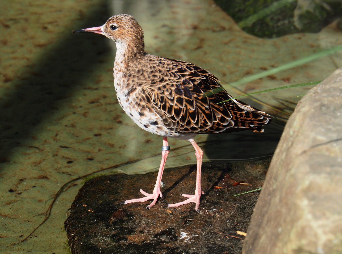 Common redshank (Tringa totanus), 2019-04-20