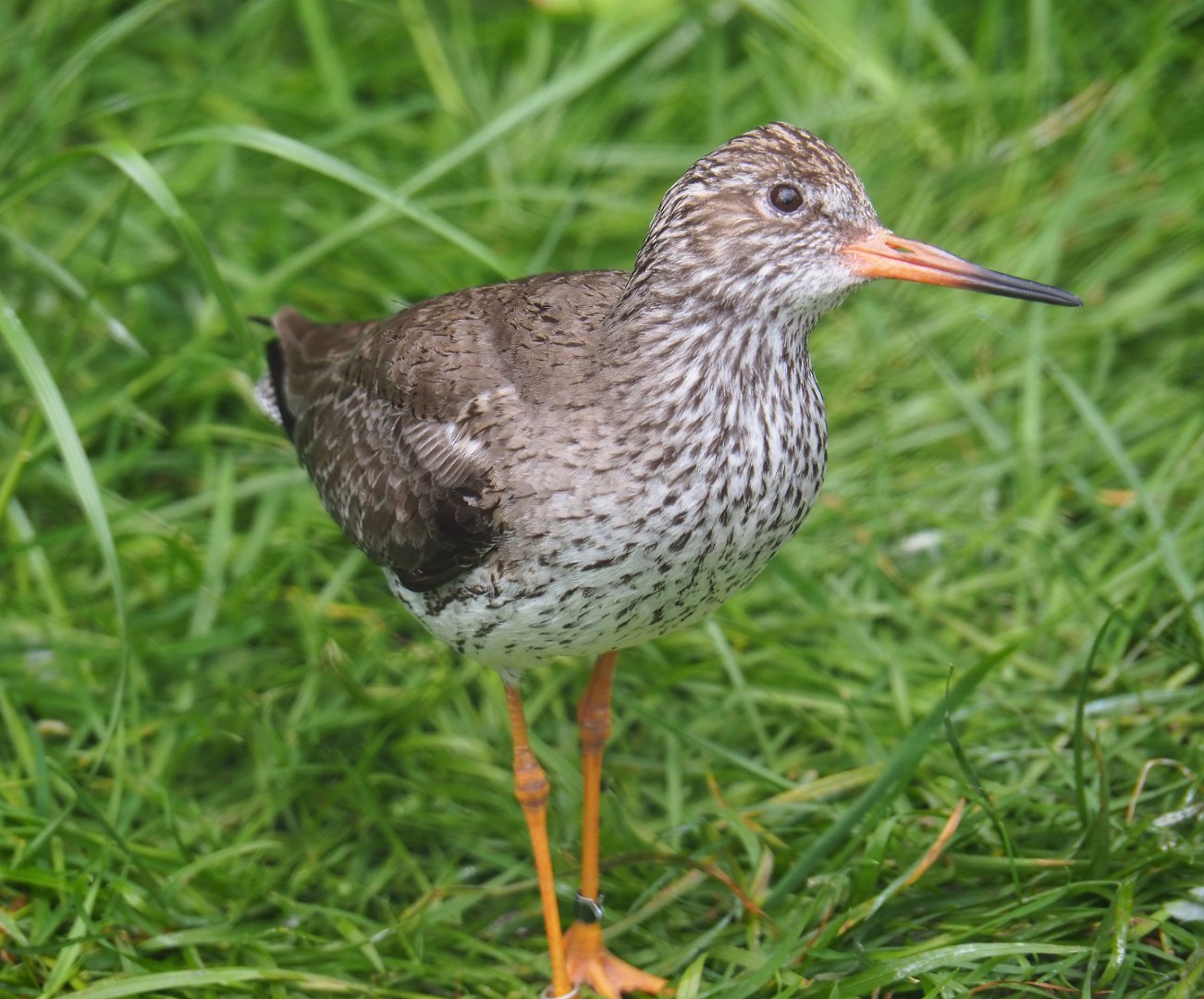 Common redshank (Tringa totanus), 2020-05-24
