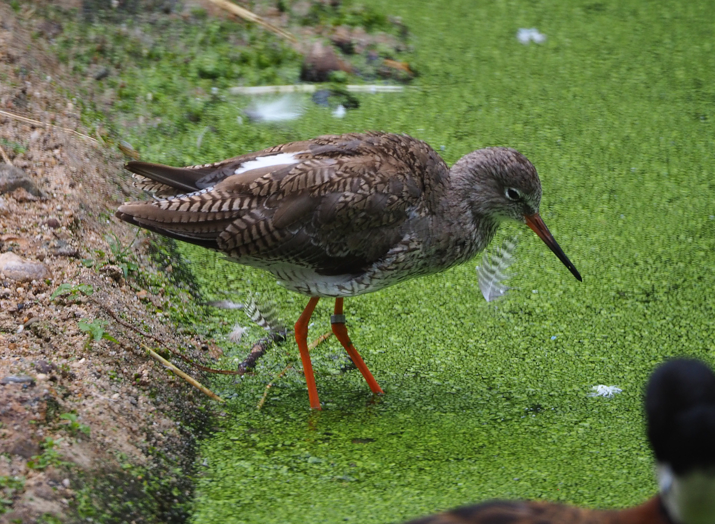 Common redshank (Tringa totanus), 2020-07-14