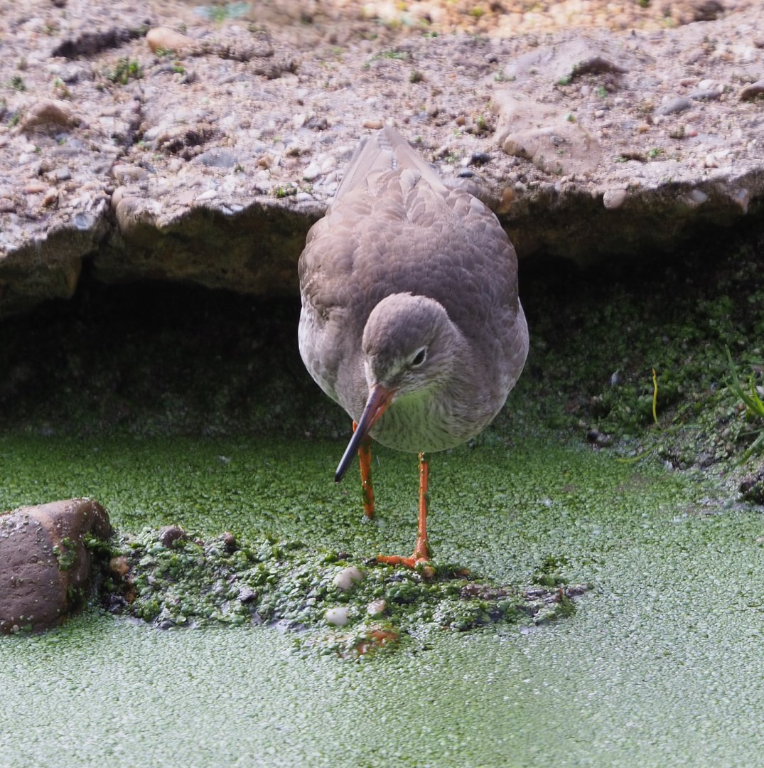 Common redshank (Tringa totanus), 2020-09-16