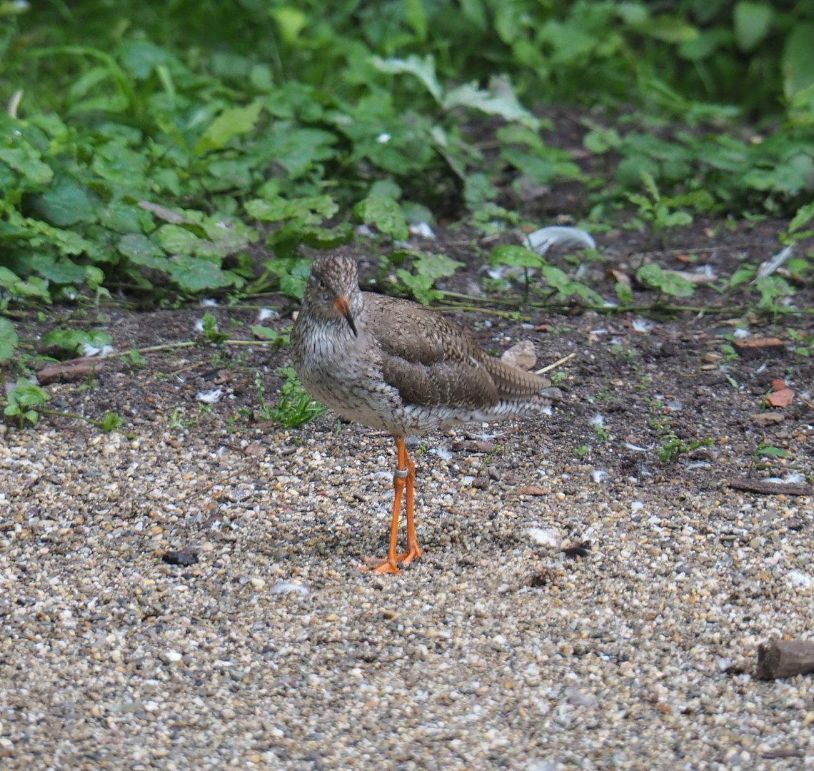 Common redshank (Tringa totanus), 2021-07-03