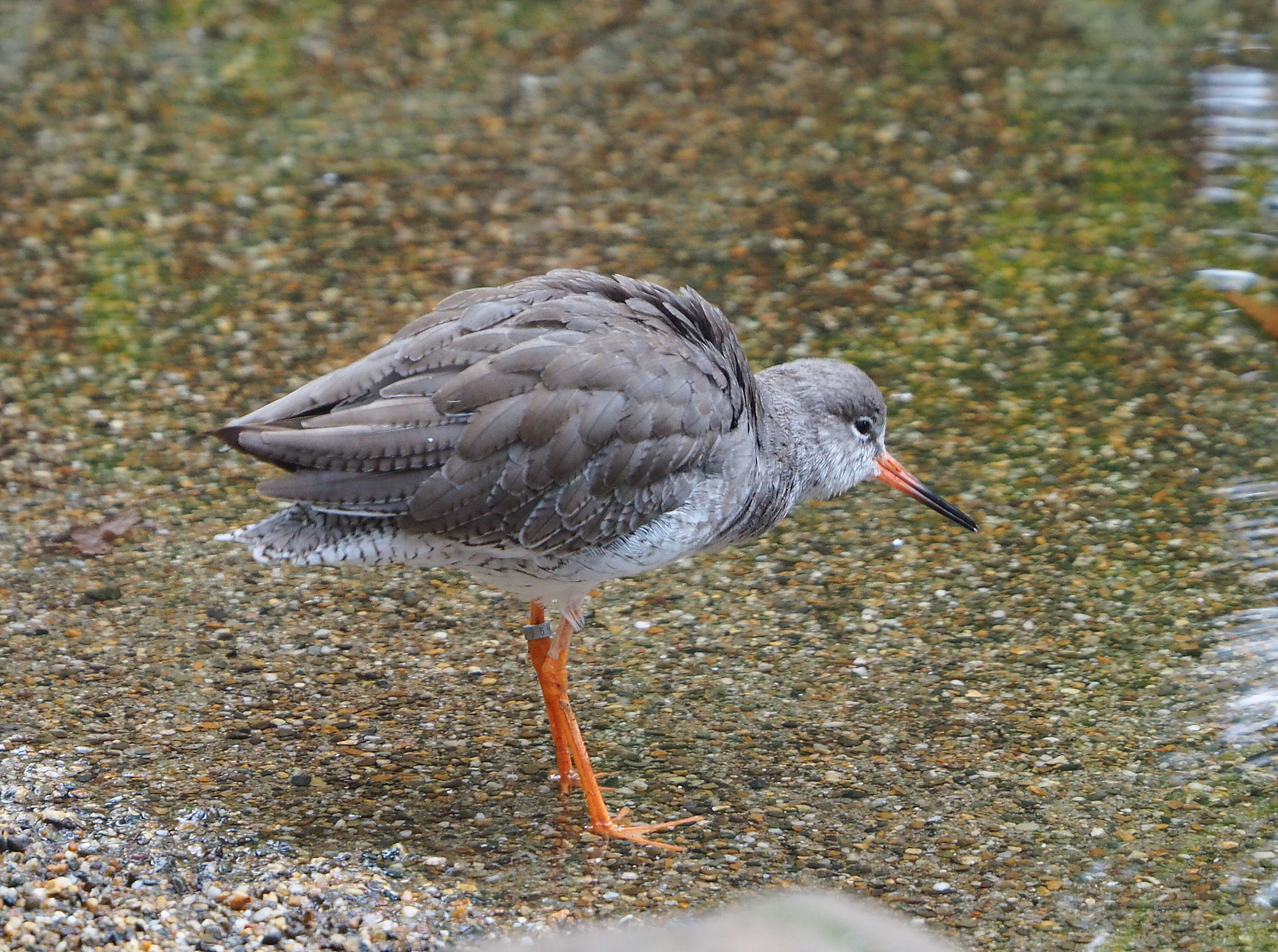 Common redshank (Tringa totanus), 2021-10-10