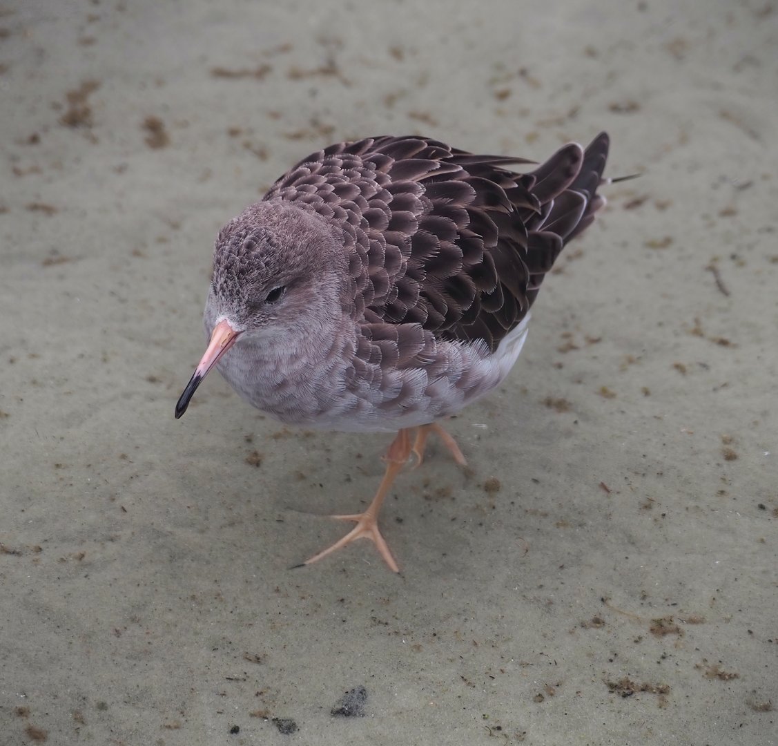 Common redshank (Tringa totanus), 2024-02-17