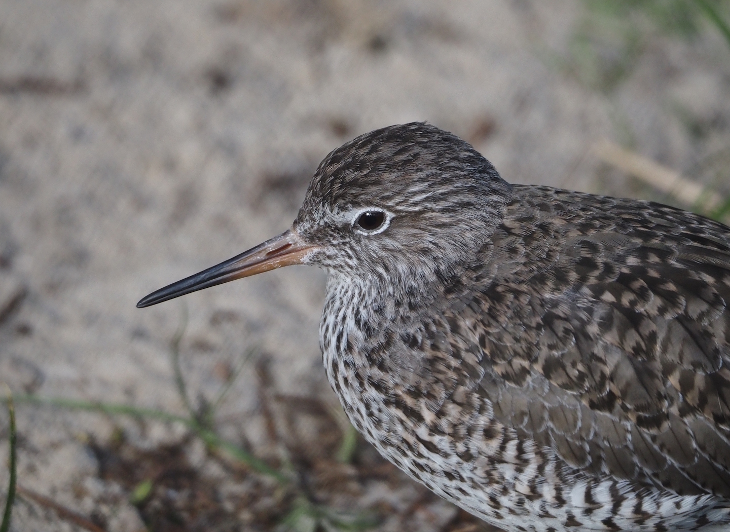 Common redshank (Tringa totanus), 2024-03-09